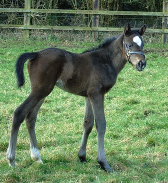 2018 colt by French Navy